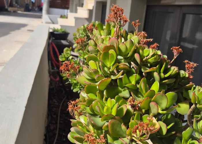 Calmare Готель Ретимно (Крит)